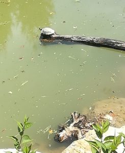 Schildkröten im MaVida Park